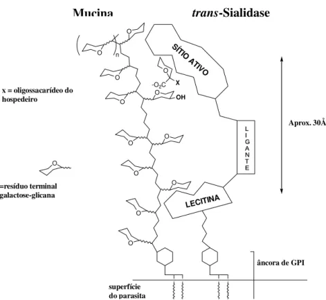 Figura 9 - Modelo de reconhecimento de mucina e sialilação por trans-sialidase 