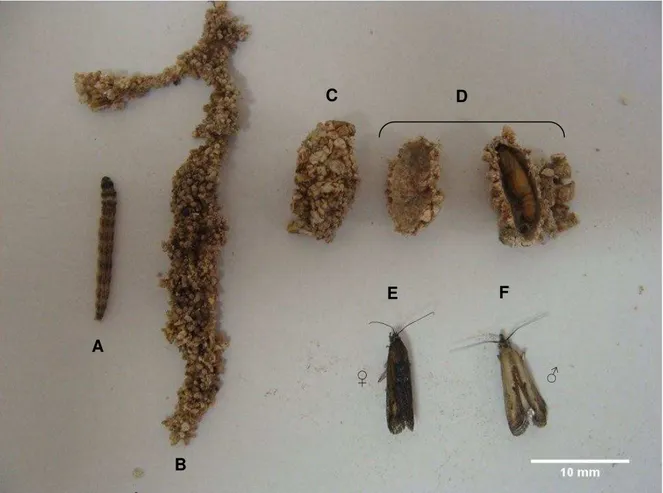 Figura 3 - Elasmopalpus lignosellus criada em laboratório: lagarta de último ínstar (A); galeria construída  pela  lagarta,  com  dieta,  teia  e  vermiculita  (B); casulo  construído  com  dieta,  teia  e  vermiculita  (C), casulo  aberto  mostrando pupa 