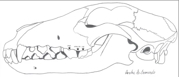Figura  1.  Desenho  esquemático  da  vista  lateral  esquerda  de  crânio  de  cão  ilustrando  os  pontos  de  desembocadura da glândula parótida (estrela) em relação ao quarto dente pré-molar superior (4ºPM),  entre  o  quarto  dente  pré-molar  e  o  p