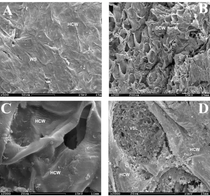 Figure 1. Scanning electron micrographs of papaya fruit wound surfaces not inoculated