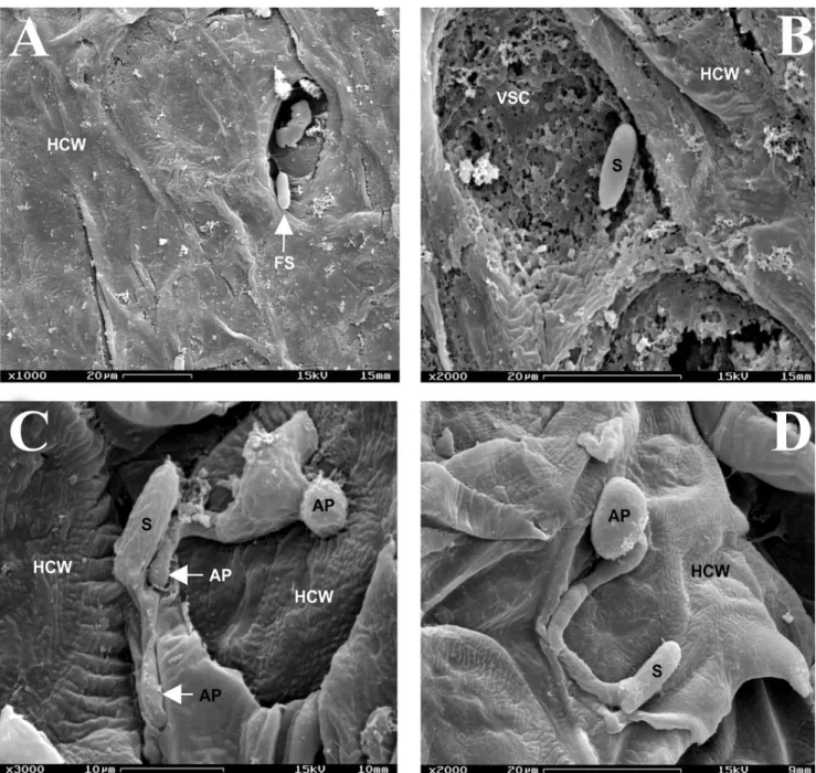 Figure 2. Scanning electron micrographs of surfaces of papaya fruit wounds inoculated with C