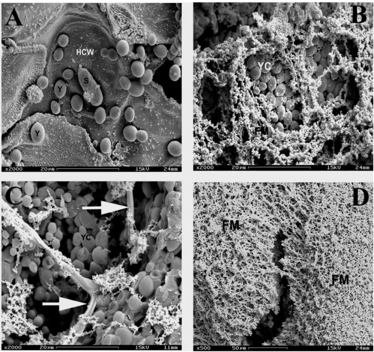 Figure 4. Scanning electron micrographs of papaya fruit wound surfaces inoculated with both the antagonist and the pathogen.