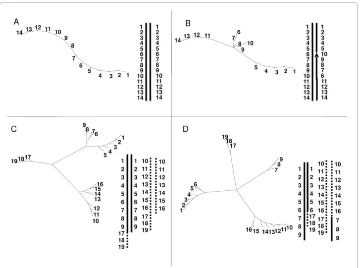 Figure 3 Graphic representations of structural rearrangements on simulated data. A: one structurally homozygous linkage group with 14 equi- equi-distant loci