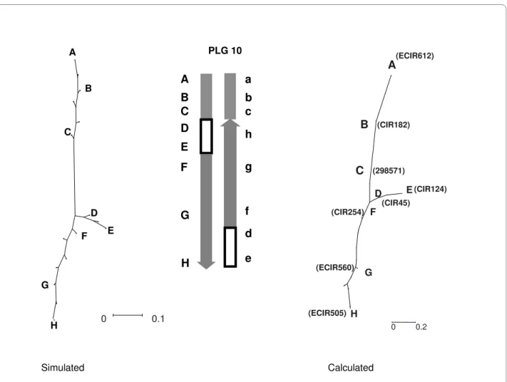 Figure 5 Putative rearrangement event on PLG 10. The figure presents the Neighbor-joining tree designed from Kosambi distance calculation, the  putative scheme of the rearrangement, and the simulated Neighbor-joining tree obtained with this kind of rearran