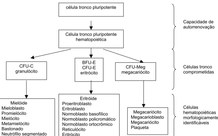 Figura 2 – Síntese do processo hematopoiético 13