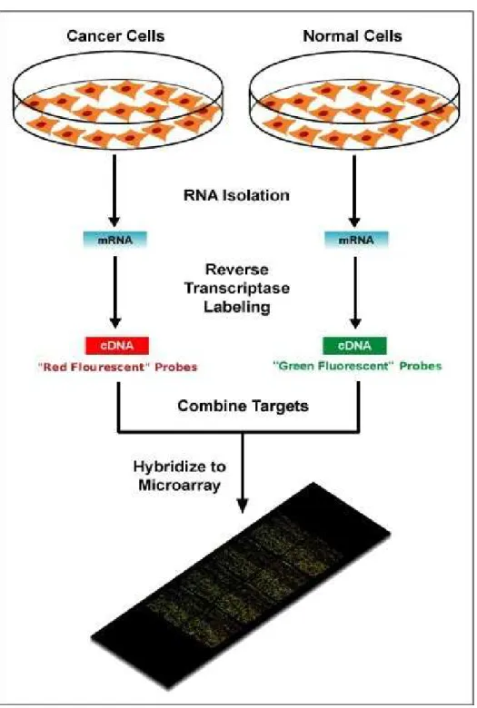 Figura 2.1: Esquema ilustrando os passos de um experimento de microarray (double-channel)