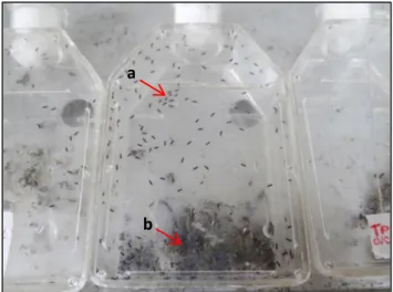 Figura  2.  Gaiolas  da  criação  dos  parasitoides  de  ovos  Telenomus  podisi.  (a)  insetos  adultos, (b) ovos de E