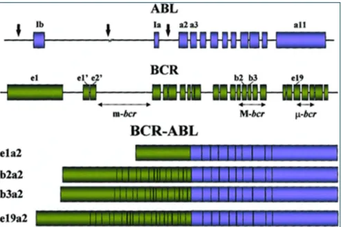 Figura 6: representação esquemática do gene ABL no cromossomo 9 (parte superior da  figura, em azul) e do gene  BCR no cromossomo 22 (em verde)