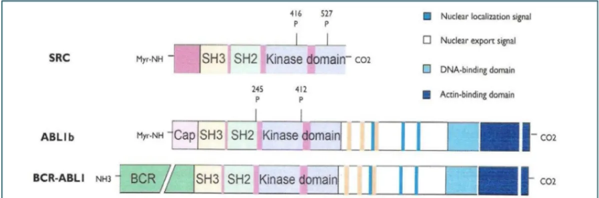 Figura 8: diagrama mostrando analogia entre a proteína BCR-ABL e proteínas SRC. 