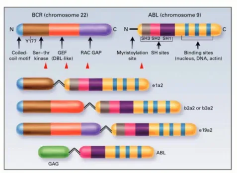 Figura  9:  representação  esquemática  dos  domínios  funcionais  dos  produtos  gênicos  BCR  e  ABL,  assim  como  os  das  diferentes  proteínas  híbridas  BCR-ABL