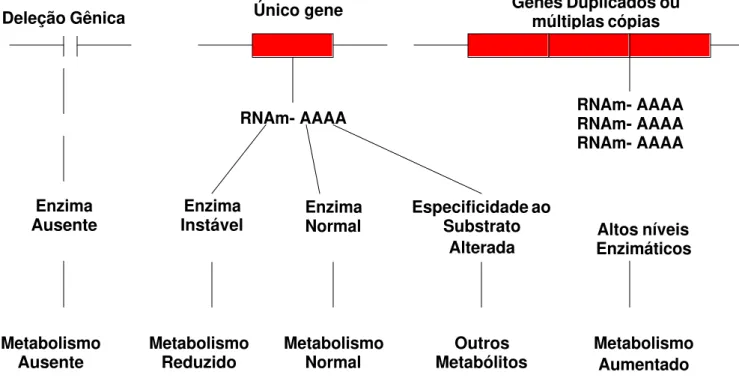 FIGURA 1: Principais conseqüências de alterações em genes associados ao metabolismo. 