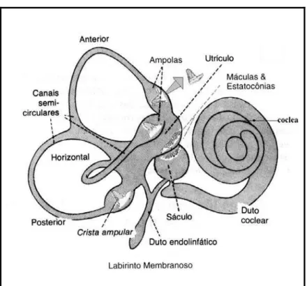 Figura 1. Labirinto Membranoso  (17)   .