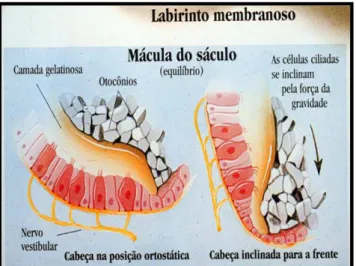 Figura 1 : Labirinto membranoso 