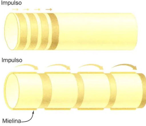 Figura 1: Propagação saltatória. Comaparando propagação de impulsos em axônios  não-mielinizados  (alto)  e  mielinizados  (baixo)