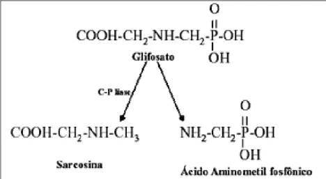Figura 2.10 -  Rotas de degradação microbiológica do glifosato. Fonte: MONSANTO (2013)