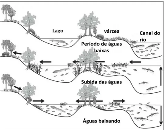 Figura 2-  Migração de peixes e mamíferos terrestres entre o canal do rio, os lagos da  planície de inundação, a planície de inundação e a terra firme em diferentes estágios do  nível da água ( Fonte: Junk  et al., 2010) 