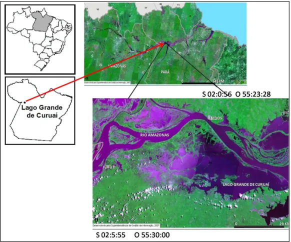Figura  5-  Localização  geográfica  da  várzea  do  lago  Grande do Curuai (PA)(Fonte: 