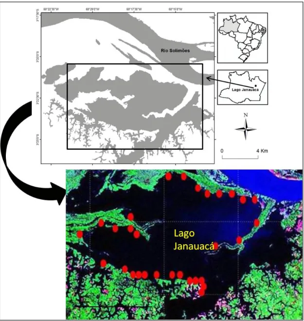 Figura 11- Localização do lago Janauacá (AM) com a distribuição esquemática dos 30  pontos amostrais para estudo dos macroinvertebrados aquáticos associados à macrófitas