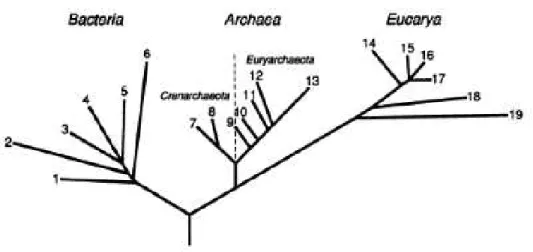 Figura  1.  Árvore  filogenética  universal,  baseada  em  sequências  de  rRNA  16S  e  18S,  revelando os Domínios Archaea, Bacteria e Eucarya (Woese et al., 1990)