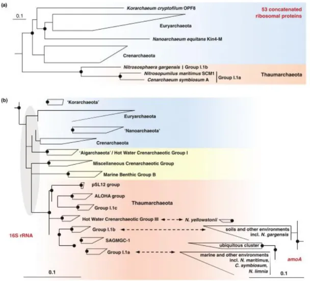 Figura  2.  Árvore  filogenética  de  Archaea  a)  construída  a  partir  de  53  proteínas  ribossomais concatenadas