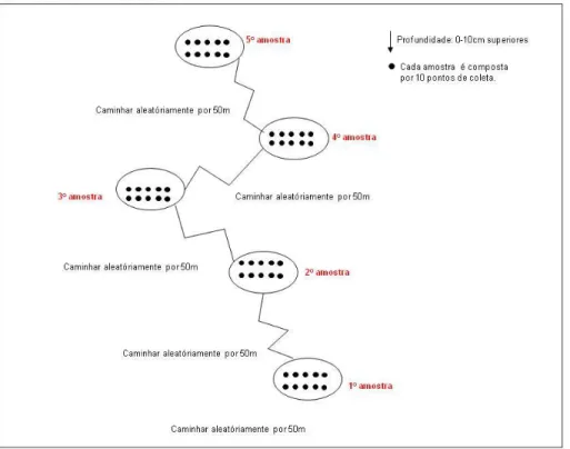 Figura 5. Esquema da amostragem de um transecto. Cedido por Alinne Castro. 