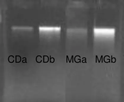 Figura 8. Perfil eletroforético, em gel de agarose 1%, corado com brometo de etídio, do  DNA  metagenômico extraído  das  amostras de  solo  das fitofisionomias  cerrado denso  (CDa, CDb) e mata de galeria (MGa, MGb), em duplicata
