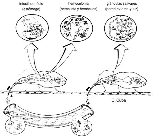 Figura 2 - Diseño esquemático del ciclo biológico de Trypanosoma (Herpetosoma) rangeli  en sus huéspedes vertebrado e insecto triatomino vector