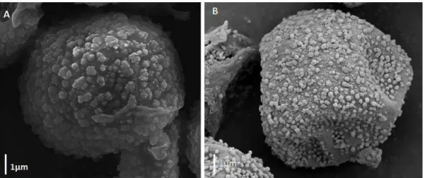 Figura 4. A-B. Esporos apresentando ornamentações em grânulos. A. Chryso-hypnum  elegantulum