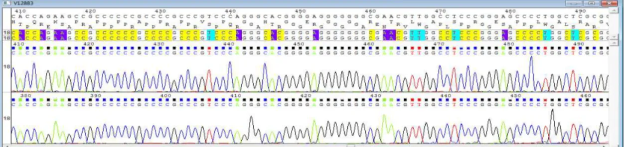 Figura  1:  Exemplo  de  cromatrograma  com  picos  claros  e  bem  definidos  de  sequenciamento de Arachis retusa acesso V12883 