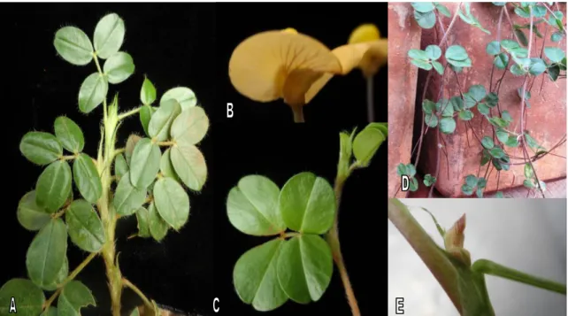 Figura  3:  Planta  adulta  de  Arachis  retusa  acesso  V15833.  A.  Eixo  central  da  planta  cultivada em casa de vegetação com folíolos com formato largo elíptico