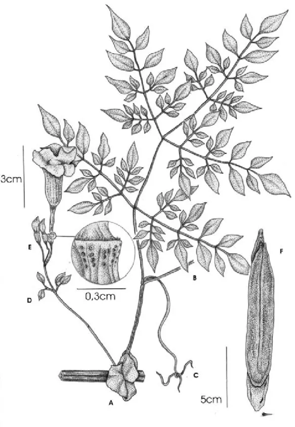 Figura 8.  Pleonotoma jasminifolia. A. Profilos foliáceos. B. Folha ternado-tripinada