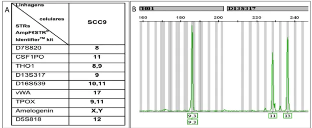 Figura  5.2  –  STRs utilizados para  caracterização  de  linhagens  celulares. (A)  Padrão  de  STRs  esperados  para  a  linhagem  SCC9  (B)  Representação  dos  loci  de  STRs  THO1  e  D13S317 identificados em SCC9.