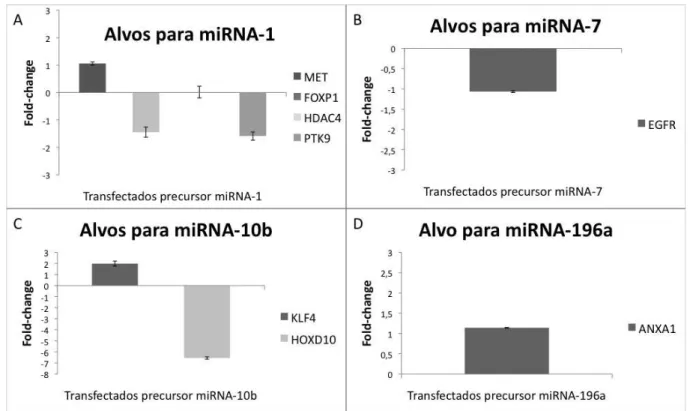 Figura 5.12 - Avaliação da expressão dos genes  (A) MET, FOXP1, HDAC4, PTK9 (B) EGFR (C) KLF4,  HOXD10 e (D) ANXA1, alvos preditos do miRNA-1, miRNA-7, miRNA-10b e miRNA-196a,  respectivamente,  em  queratinócitos  orais  após  ensaio  de  super-expressão
