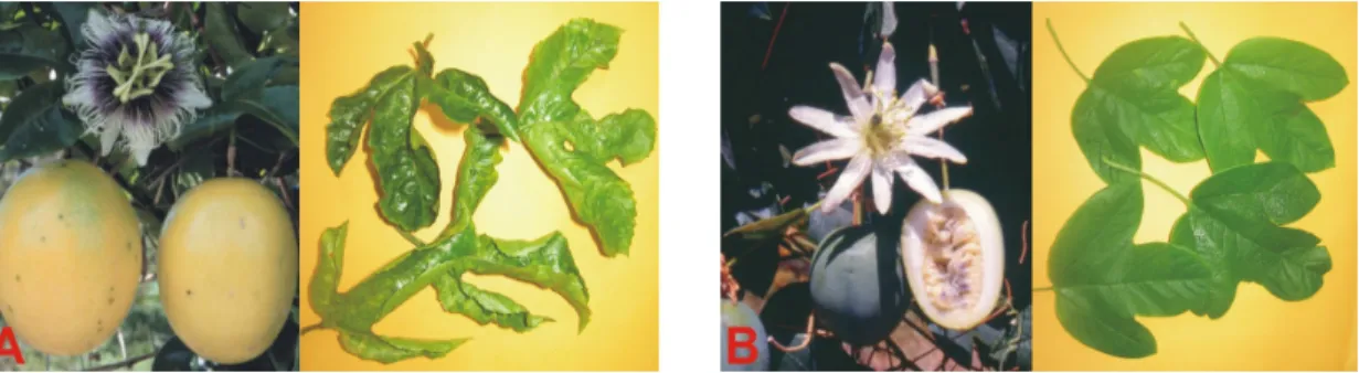 Figura 1.4 - Genitor recorrente P.  edulis f.  flavicarpa (A) e genitor resistente  P
