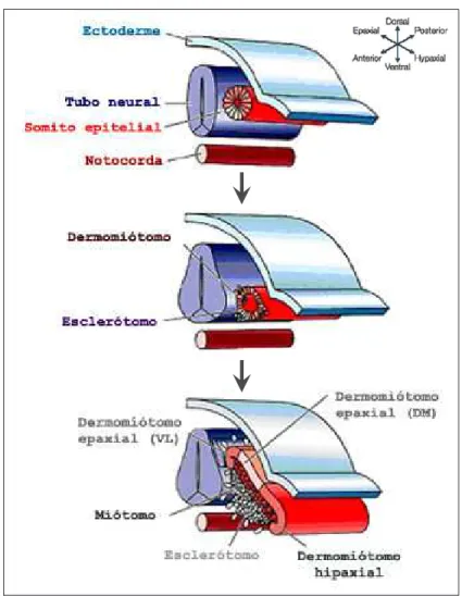 Figura 4. Representação esquemática da somitogênese.  