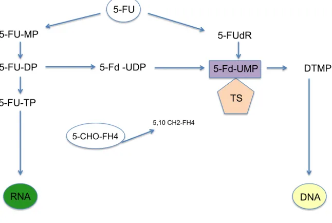 Figura 2: Mecanismo de ação do 5-ﬂuorouracil por incorporação de seu metabólito ao RNA e   pela inibição da síntese de DNA