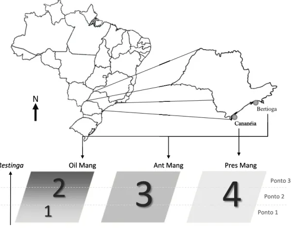 Figura  II.1.  Localização  dos  manguezais  alvo  de  estudo.  O  gradiente  no  manguezal  chamado  OilMgv  indica  a  contaminação  por  petróleo,  mais  intensa  na  área  próxima  ao  continente,  e  com  baixa  intensidade  na  área  próxima  ao  cor