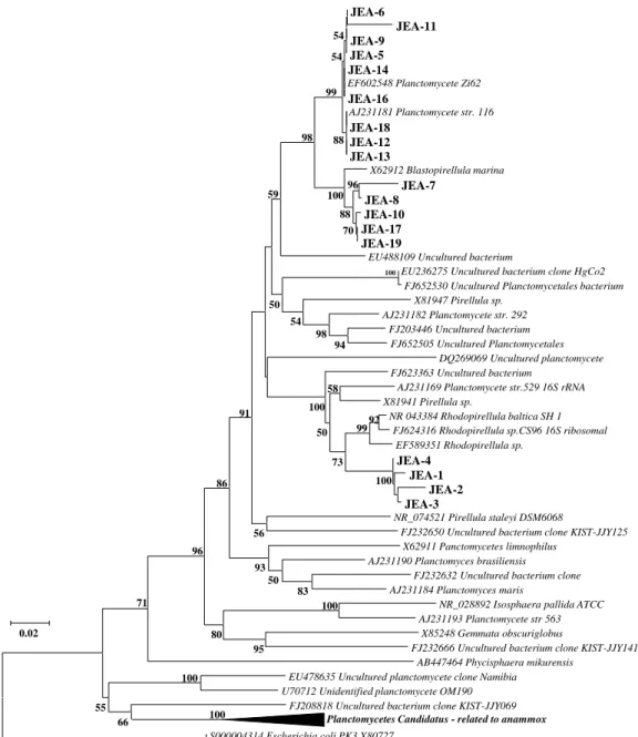 Figura II.6. Afiliação das sequências parciais do gene ribossomal 16S RNAr dos isolados  bacterianos afiliados ao filo Planctomycetes, onde os isolados obtidos a partir de  amostras de manguezais são apresentados em negrito (nomeados JEA)