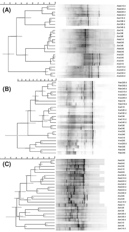 Figura 4.3 -   Agrupamento  por  similaridade  dos  perfis de  DGGE  obtidos de  amostras  de  endofíticos  de  caule  das  diferentes  cultivares  de  batata