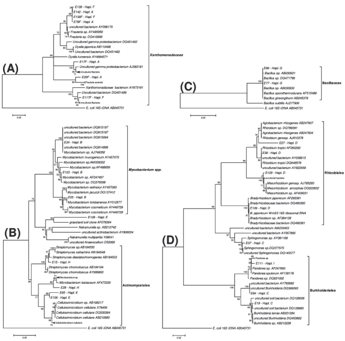 Figura 3.2 -   Filogenia  de  isolados  representantes  do  haplótipos  de  ARDRA  encontrados  na  comunidade  bacteriana da rizosfera e do rizoplano de plantas de eucalipto, demonstrando a relação dos haplótipos  A e F (A),  B, E e H (B), G (C) e C, D e 