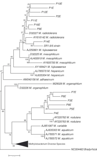 Figura 3.4 -   Filogenia  dos isolados  de  espécies  Methylobacterium  isolados  do  rizoplano de plantas  comuns  e  transgênicas  de  eucalipto