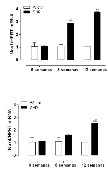 Figura  9  -  Expressão  gênica  de  Nox1  e  Nox4  em  artérias  mesentéricas  de  animais Wistar e SHR com 6, 8 e 12 semanas
