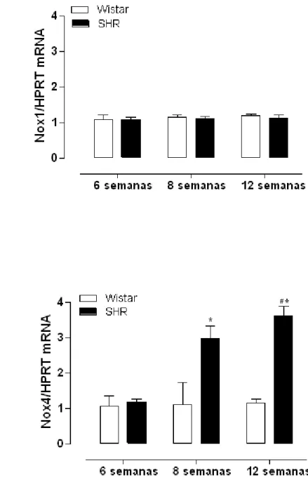 Figura  10 -  Expressão gênica de  Nox1  e Nox4  em  aortas de  animais  Wistar  e  SHR com 6, 8 e 12 semanas