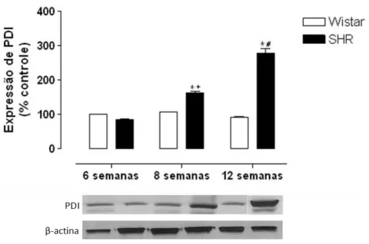 Figura  17  -  Expressão  de  PDI  (~55kDa)  em  artérias  coronárias  de  animais  Wistar e SHR com 6, 8 e 12 semanas