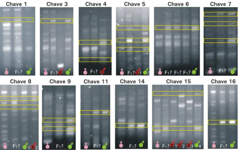 FIGURA 1. Produtos de amplificação de amostras de DNA genômico dos genitores femininos  , possíveis F1 (F1?) e dos genitores  masculinos confirmados   e descartados 