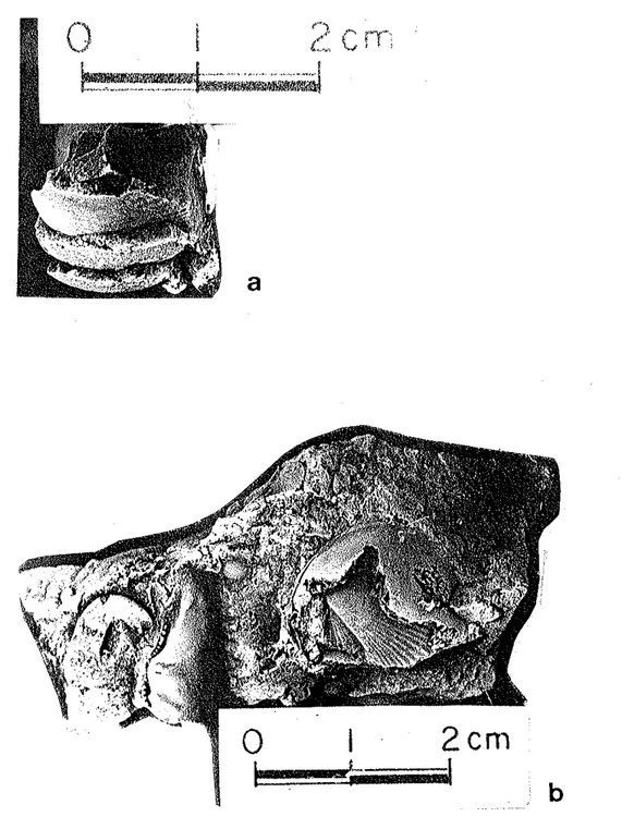 Figura  37  -  Ànostras  exibindo  fábricas  caracterfsticas.  a  - -ernpilharnento;  b -  aninhamento  (calcário  Mocarnbo)  ,