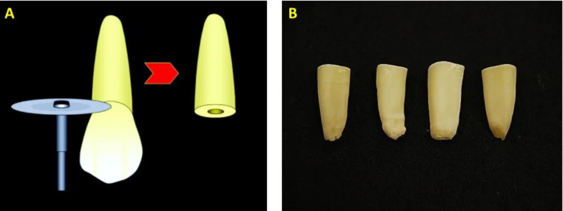 Figura  1  -  A)  Esquematização  da  remoção  da  porção  coronária  dos  dentes  caninos
