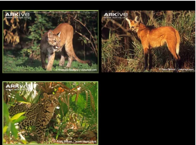Figura  6.  Grandes  carnívoros  estudados:  (a)  Puma  concolor  (Linnaeus,  1771),  (b)  Chrysocyon  brachyurus  (IIIiger,  1815)  e  (c)  Leopardus  pardalis  (Linnaeus,  1758)