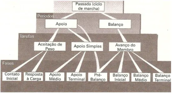Figura  3-  Divisões  do  ciclo  da  marcha  (adaptado  de    Análise  de  Marcha,  PERRY,  2005)