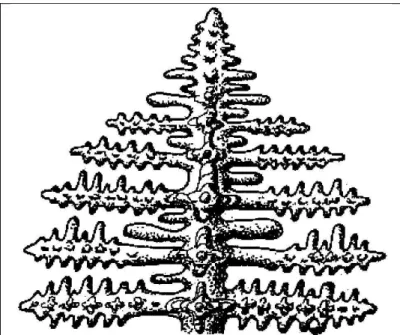 Figure 5: Schematic representation of a dendrite (Massinon &amp; Constantin, 2002). 